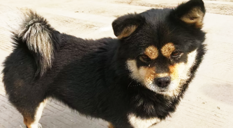 四眼犬：中华田园犬中的特殊品种