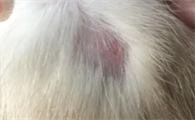猫白色皮屑是猫癣吗