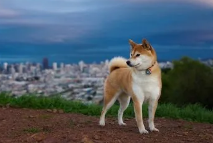柴犬呕吐白沫还不吃东西怎么办呢