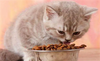 猫咪又拉又吐是什么问题