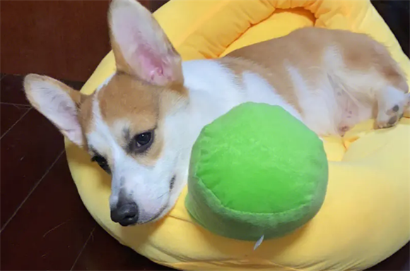 柯基犬性格怎么样呢