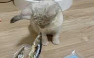 为什么猫咪爱秋刀鱼