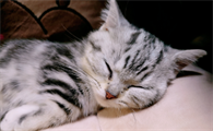 猫咪自己睡觉为什么