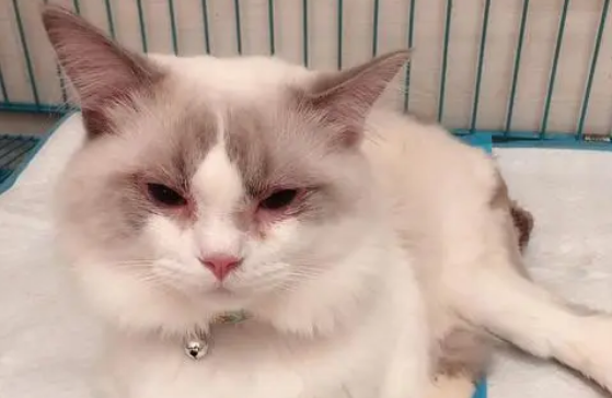 四个月布偶猫突然没精神不吃东西正常吗 四个月布偶猫突然没精神不吃东西正常吗