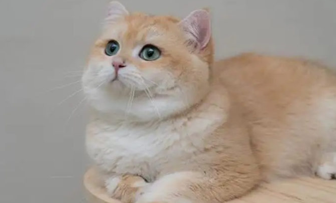 金点猫和金渐层猫哪个贵 金点猫和金渐层猫哪个贵