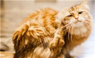 猫咪为什么总喜欢挠后背呢