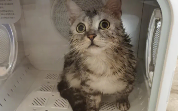 pettime宠物烘干机怎么消毒
