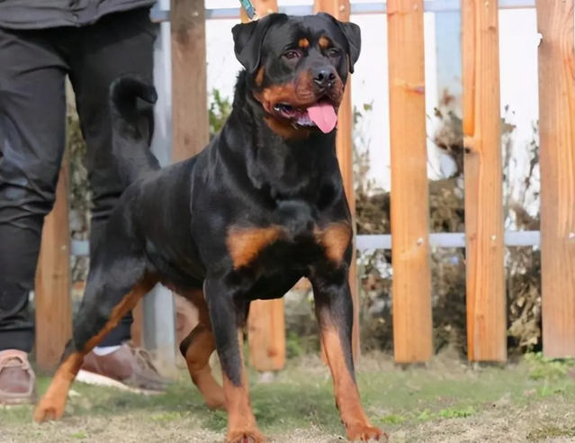 罗威纳犬看家护院怎么样呢