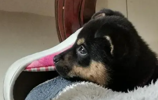 告诉你一个秘密:养狗,最好养四眼犬! 告诉你一个秘密:养狗,最好养四眼犬!