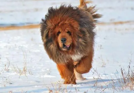 藏獒犬的性格和特点 藏獒犬的性格和特点