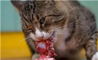 猫咪吃了生肉后拉稀是猫瘟吗？