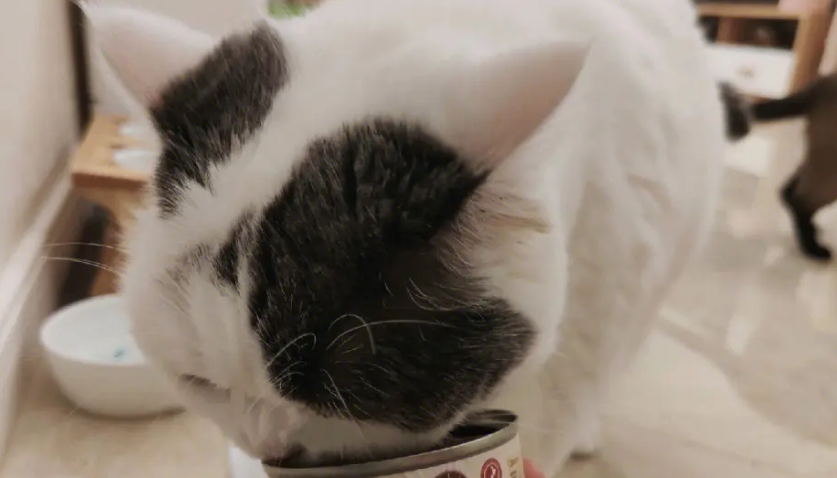 自由狼猫罐头怎么样? 自由狼猫罐头怎么样?