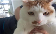 猫咪胡子掉了是啥原因