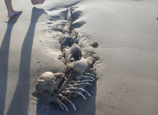 海滩发现1.8米神秘尸体，人们认为是美人鱼