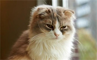 猫咪为什么会给我洗脸睡觉的原因