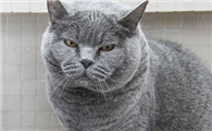小猫鼻头上的毛秃了怎么回事？