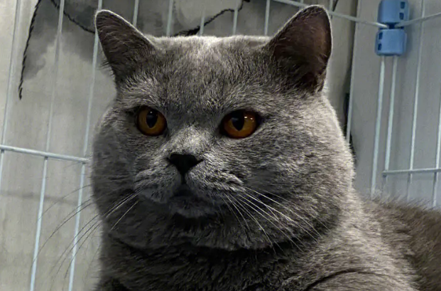蓝猫眼睛是什么颜色最好啊 蓝猫眼睛是什么颜色最好啊