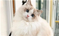 人为什么痴迷猫咪的眼睛呀