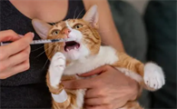 猫的应激反应会出现什么症状表现