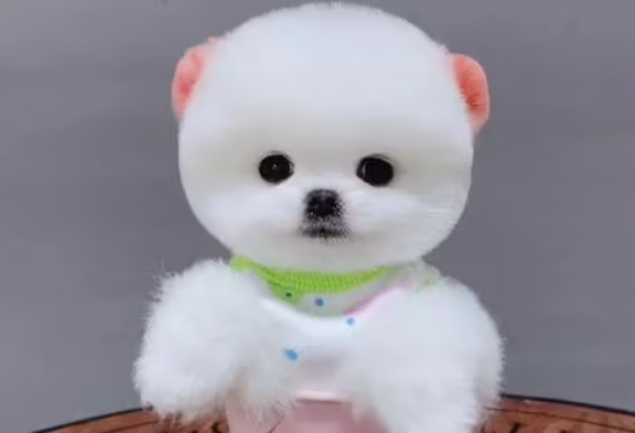 怎么样看是不是微小茶杯犬呢