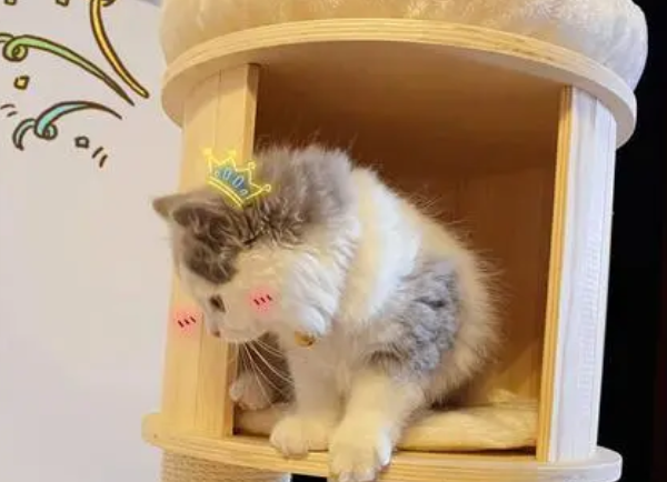 Petsbelle兽牌猫爬架，极简美观且不占地儿~