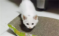 拖枪猫很稀少吗？有什么特点？