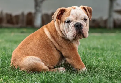 英国斗牛犬可以活多久？