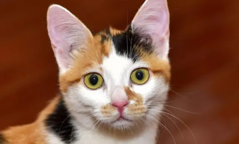 三色猫是宠物猫吗