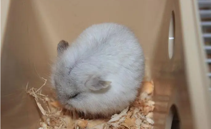 仓鼠怎么才能喝到水