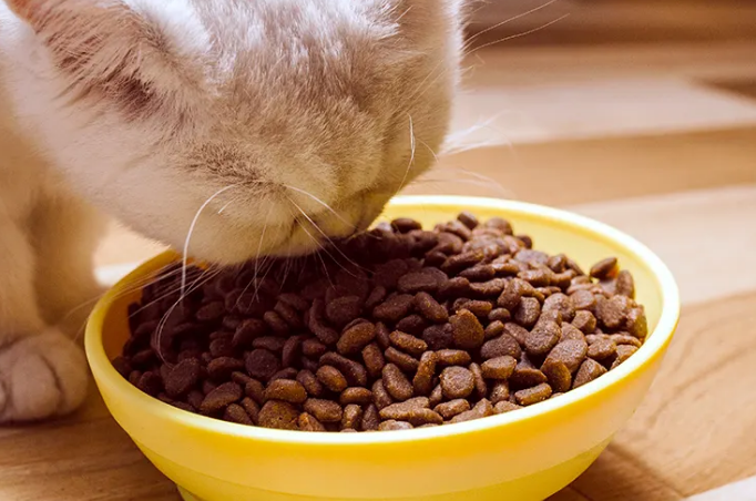 奥百思猫粮适合猫咪吗?来看看。 奥百思猫粮适合猫咪吗?来看看。