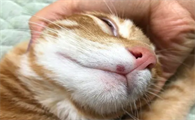 猫咪的嘴为什么会红红的