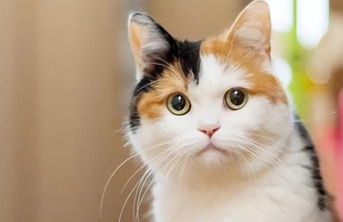 长毛的三花猫很少是真的吗