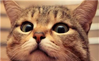 猫咪轻轻眨眼是为什么呢