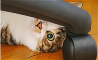 猫咪为什么喜欢蹭凳子腿呢