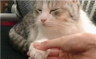 猫咪为什么不让摸爪子啊