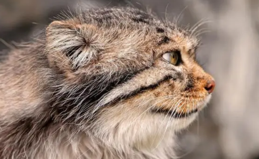 帕拉斯猫怎么叫