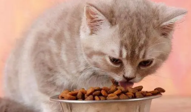 贝特鲱猫粮买回家,这样保存! 贝特鲱猫粮买回家,这样保存!