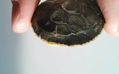 巴西龟背有白点是怎么回事啊