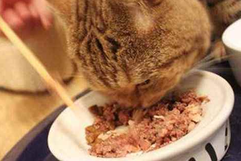 里兜猫罐头怎么样 里兜猫罐头怎么样