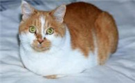 猫咪吃了老鼠为什么会吐