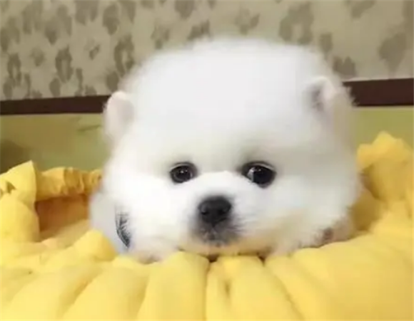 博美狗狗为什么会呕吐黄色呢