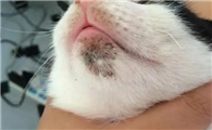 猫咪为什么嘴巴黑黑的呢