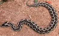 圆斑蝰蛇的毒性你真的知道吗？