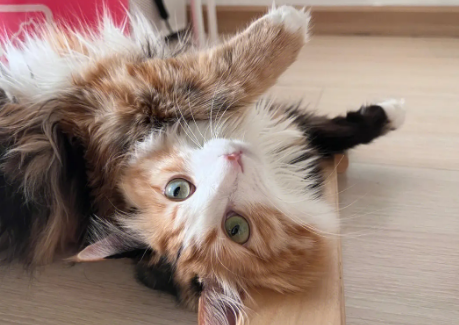 长毛三花加菲猫价格