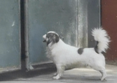 狗狗回家时大门是关上的，它就在门口使劲用爪子拍：给我开门呐！