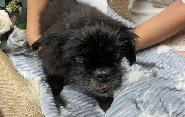 为了不让17岁爱犬错过婚礼，主人决定在宠物医院举办仪式