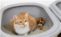 猫不会埋屎是为什么啊