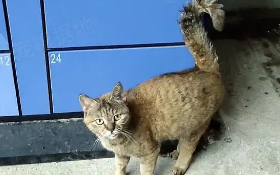 小猫被困快递柜,猫妈妈雨中守护一整夜,获救后把食物让给孩子 小猫被困快递柜,猫妈妈雨中守护一整夜,获救后把食物让给孩子