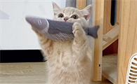猫咪呼吸困难是什么原因引起的