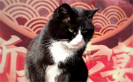 乌云盖雪猫主富贵为什么